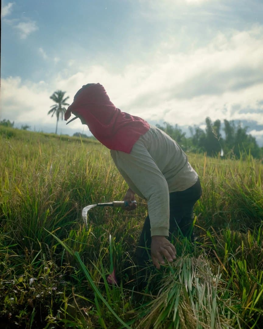 A woman bent over in the rice field under a big sky, on film.