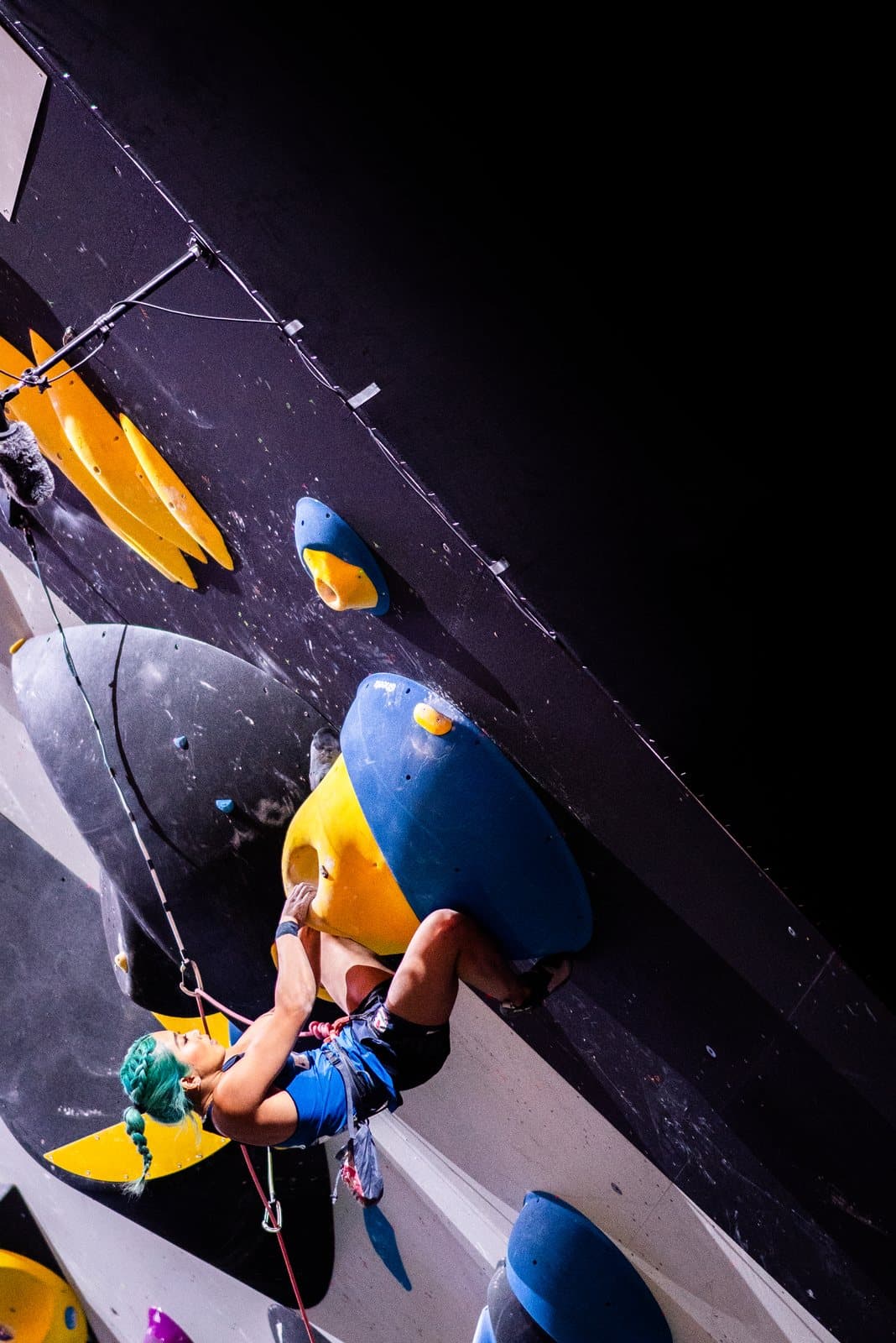 A climber spread across a colourful wall.